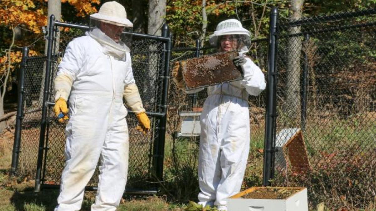 Pace University Becomes a Certified ‘Bee Campus USA’