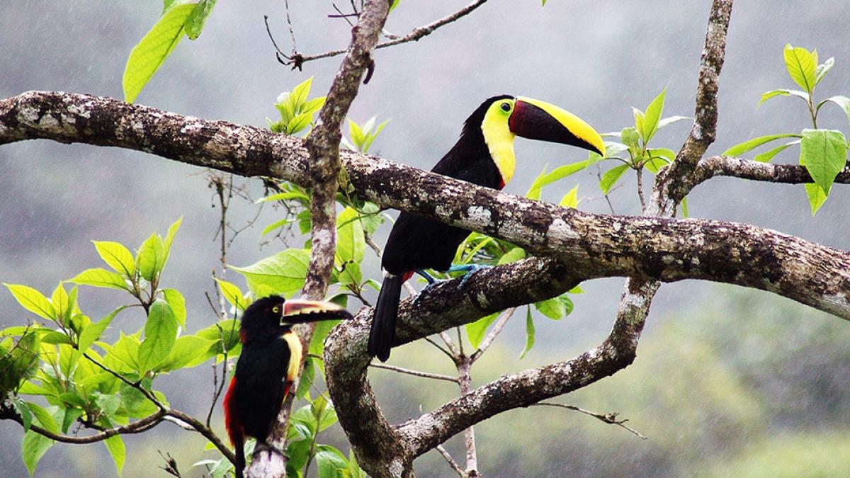 Toucan in a managed forest near the University of Peace in Costa Rica for Pace University's 3+2 Biology with Ecology and Society program