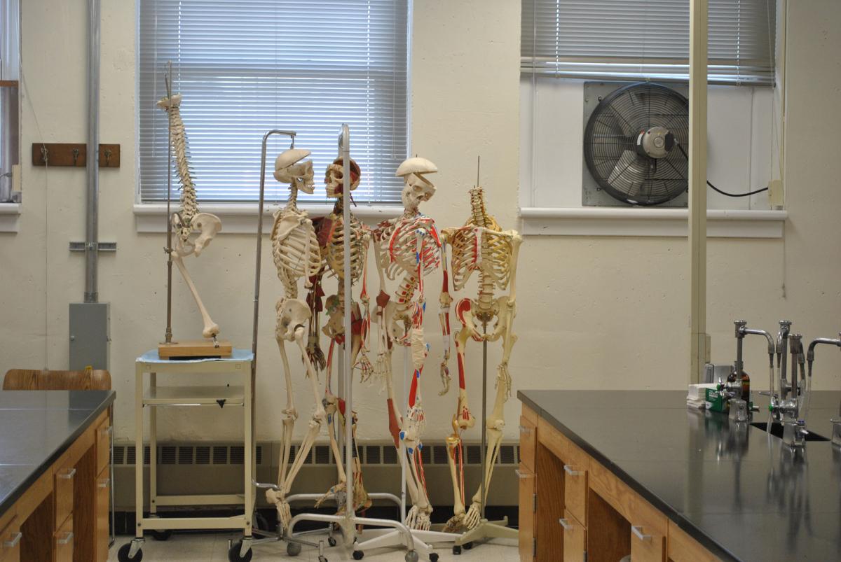 Skeleton diaramas in the anatomy lab