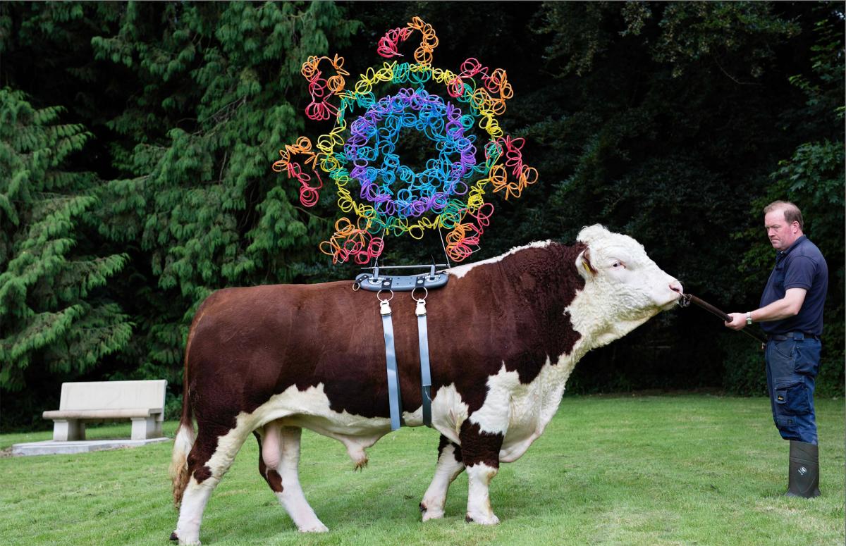 A man leading a cow with an art piece on it's back for digestive systems exhibition