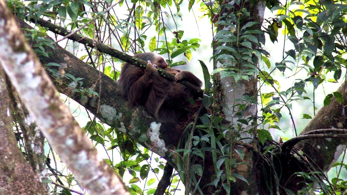 Sloth in a managed forest near the University of Peace in Costa Rica for Pace University's 3+2 Biology with Ecology and Society program