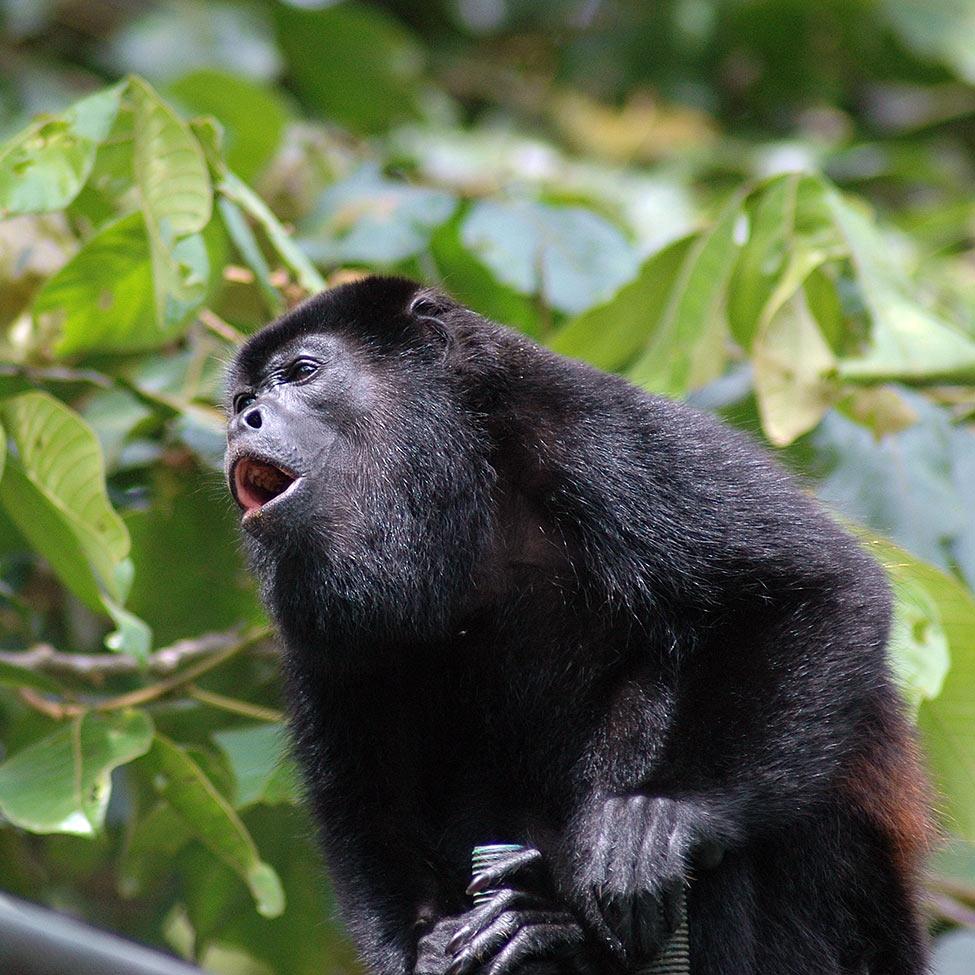 Monkey in a managed forest near the University of Peace in Costa Rica for Pace University's 3+2 Biology with Ecology and Society program