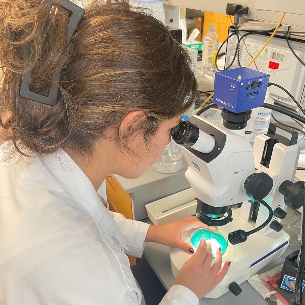 A Pace student looks through a microscope