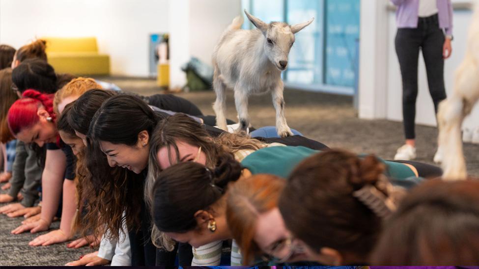 A goat walking on students during a goat yoga session.