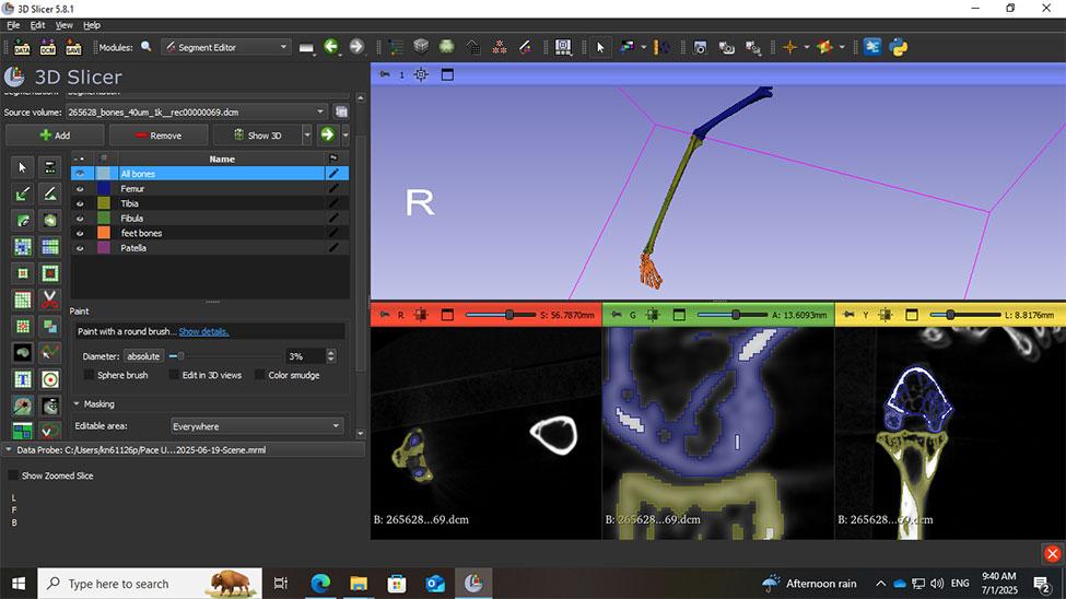 Screenshot of a 3D slicer screen depicting bat bones.