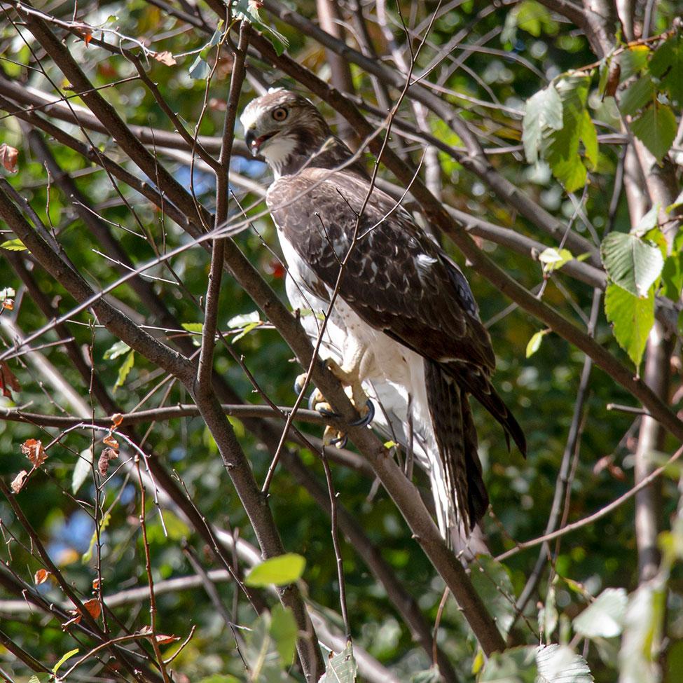 A juvenile red-tailed hawk photographed by Angelo Spillo of the Environmental Studies and Science Department at Pace University. The bird was rehabilitated by Green Chimneys and released on Pace property at the Suburban Biodiversity Conservation Center.
