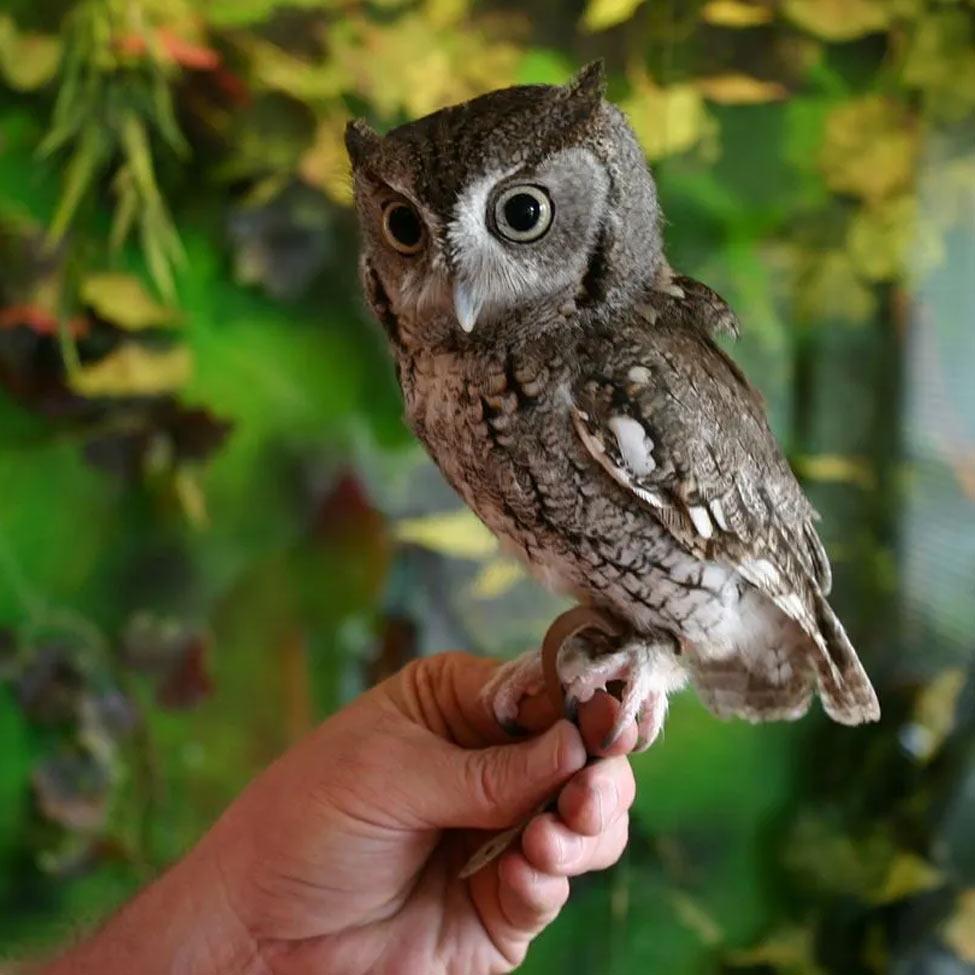 Screech owl perched on a hand.