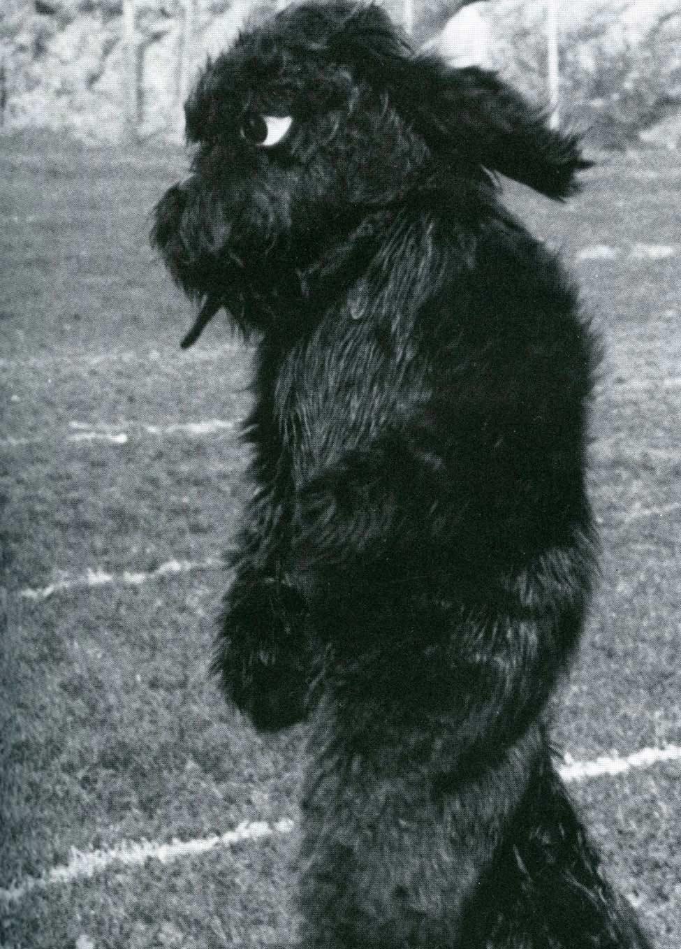 Black and white image of the T-Bone, Pace University's mascot, in 1986.