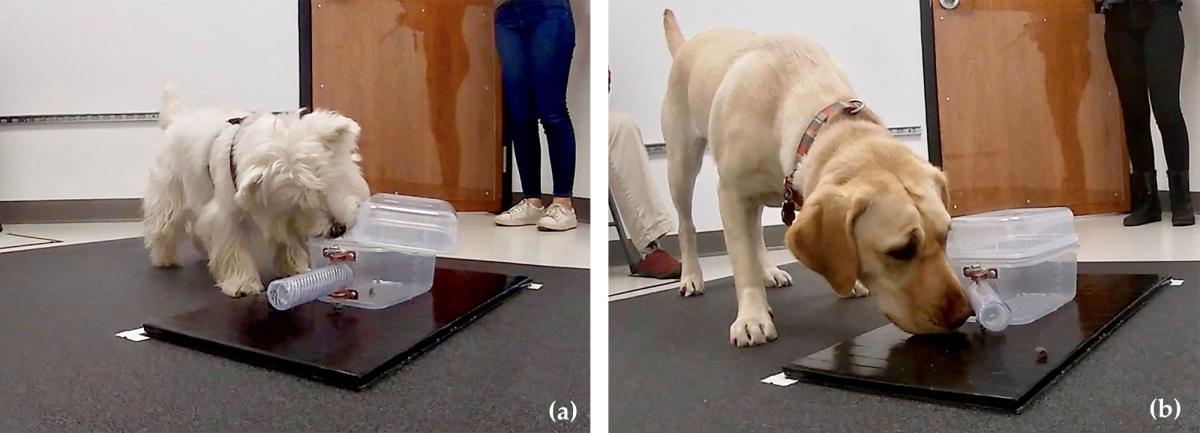 Two dogs working with toys in food for mental stimulation