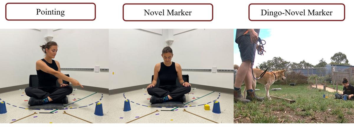 Three photos illustrating new cues in communication with dogs