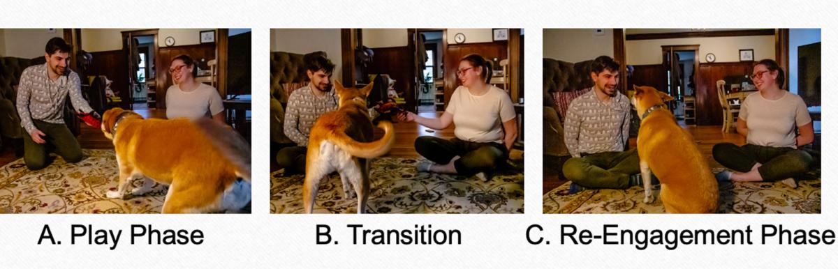 Three photos of a couple working with their dog for bonding