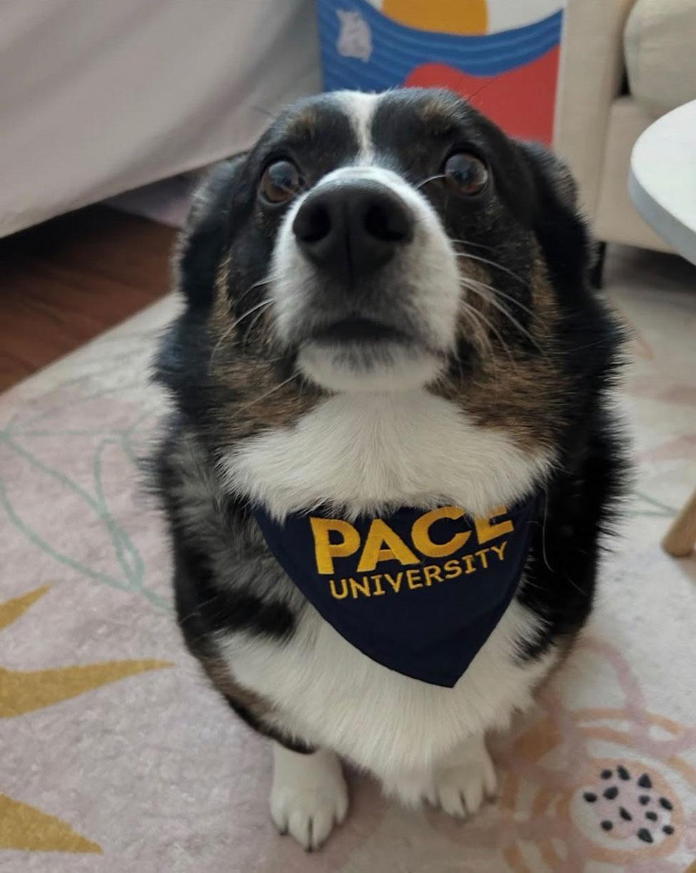 A small dog wearing a Pace University bandana