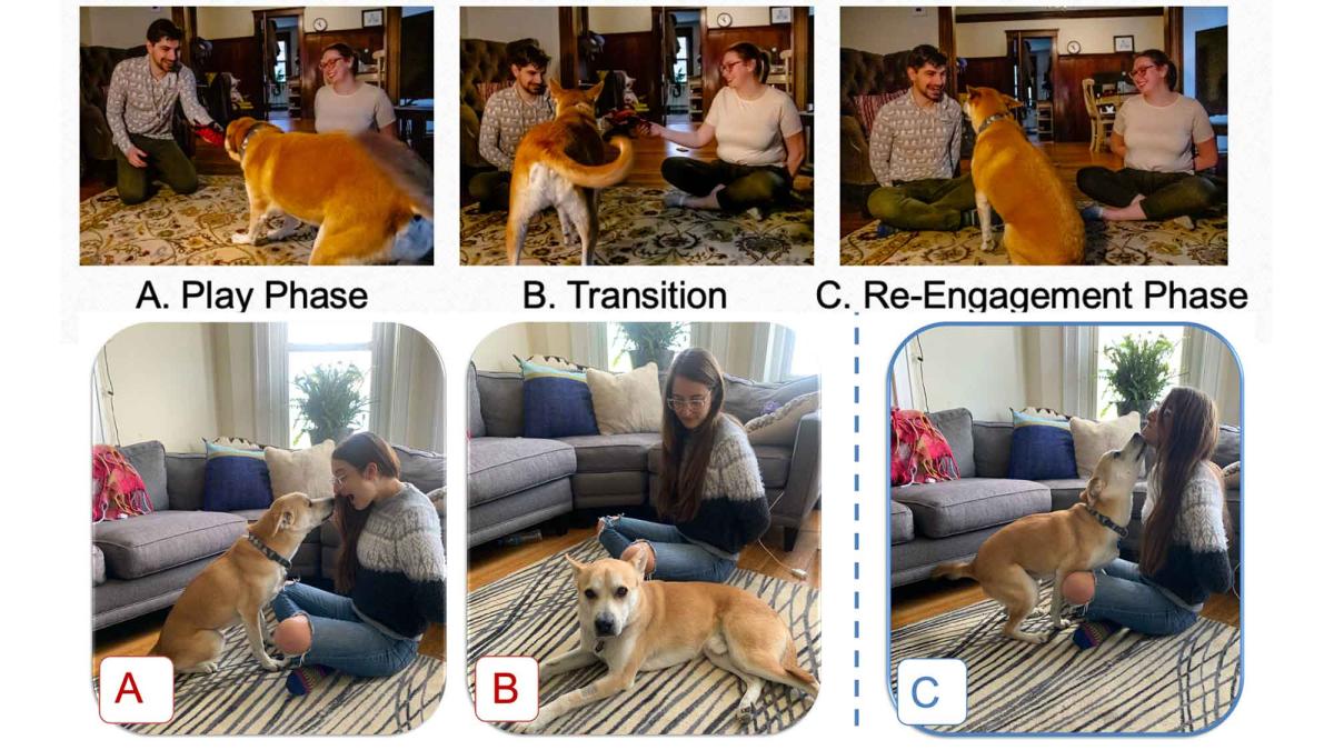 The top figures shows three labeled examples of dog behavior. In A. Play phase two dog owners interact with a dog. In B. Transition the dog and owner do not interact. In C. Re-Engagement Phase. The owners interact with the dog again. Beneath these are three more images of a new dog and owner following the steps.