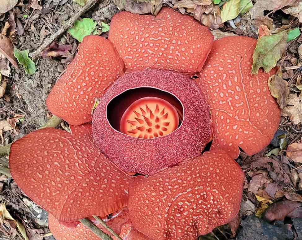 Bloom of Rafflesia speciosa.