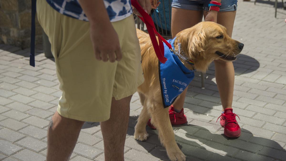 Emotional support dog.