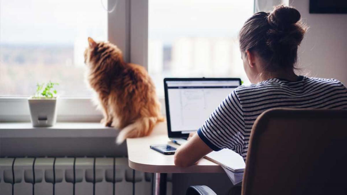 Student typing on their laptop and a cat staring out a window