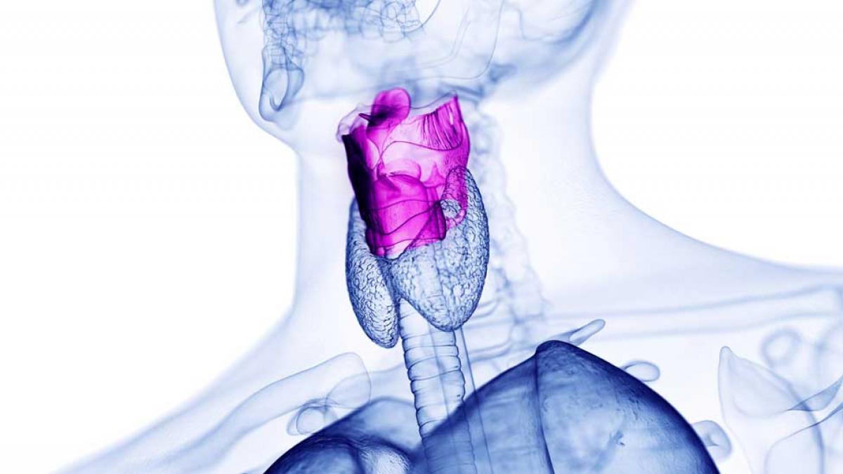 X-ray vision of a throat