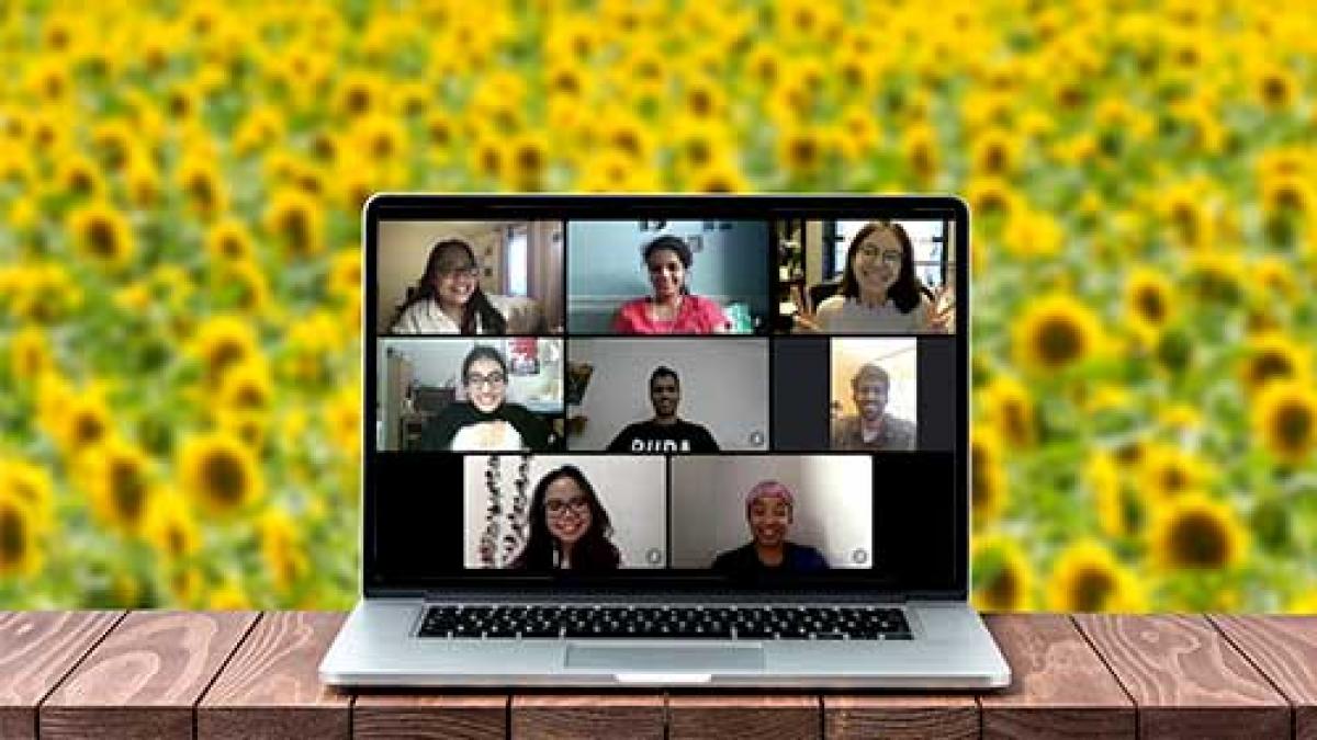 laptop with zoomscreen in a field of sunflowers
