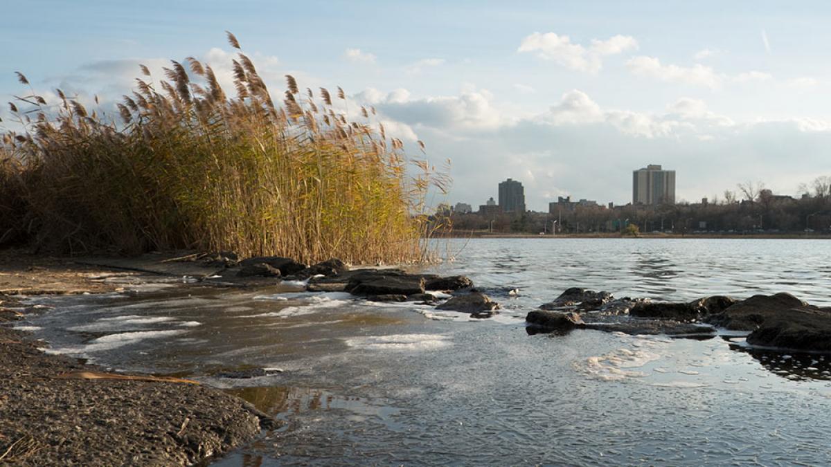 new york wetlands