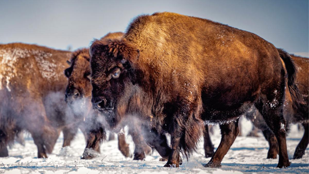 bison in snow