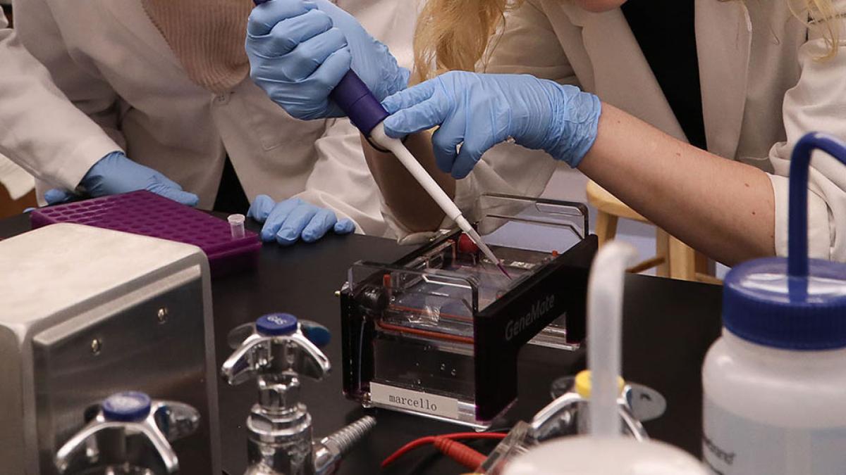 Students with a plunger syringe adding specimin to a plate