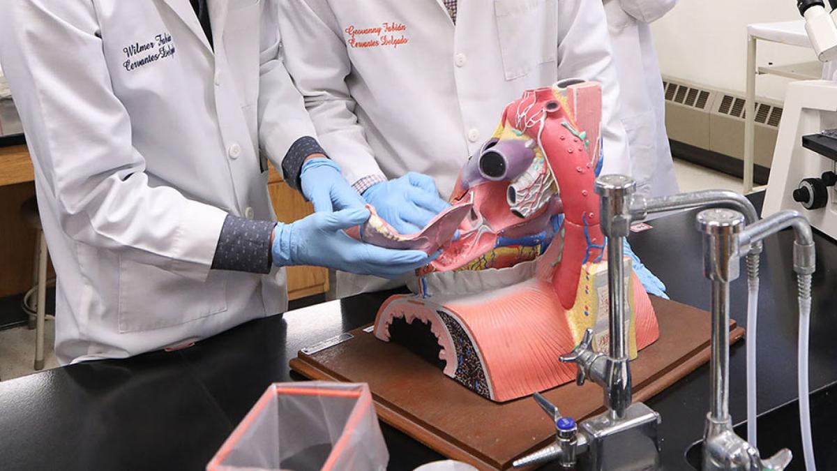 Students assembling a human heart model