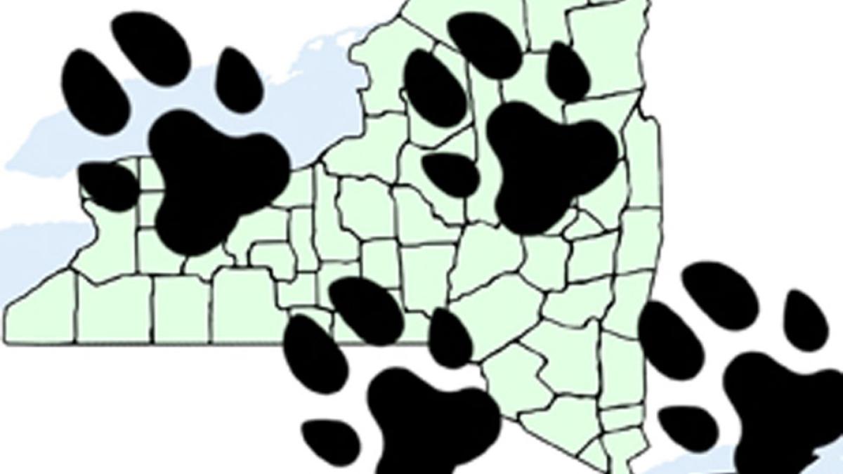 Cartoon paw prints across a map of New York State