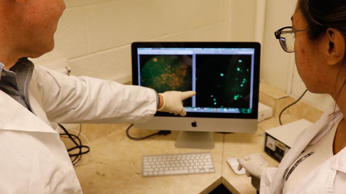 Nigel Yarlet and a student looking at microscopic research on a desktop