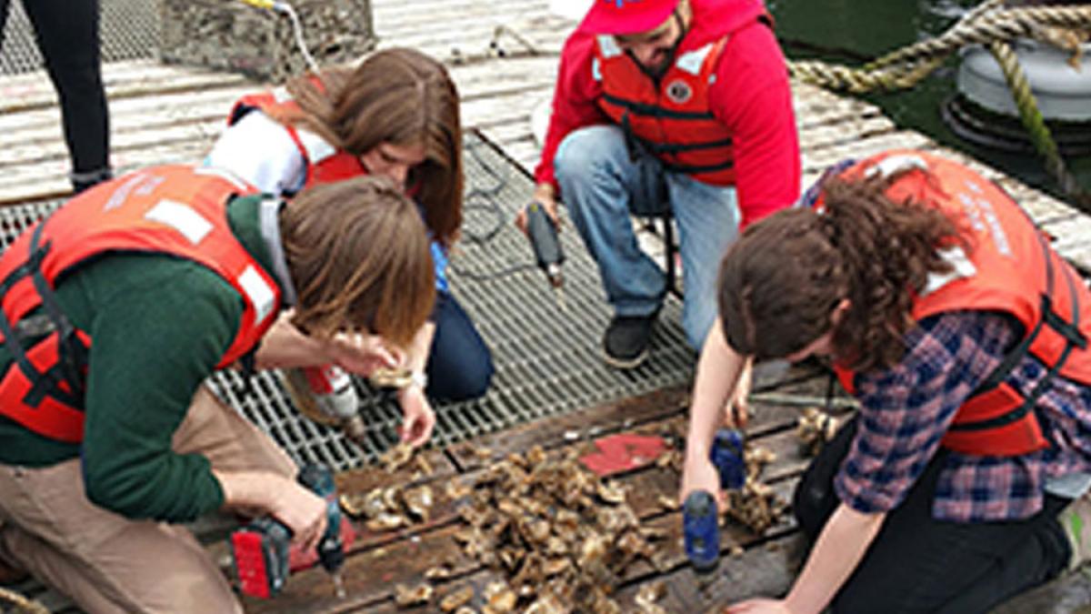 Students tagging oysters in the Hudson River