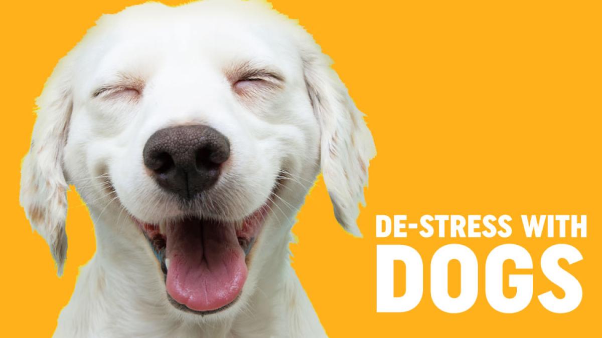 de-stress with dogs 