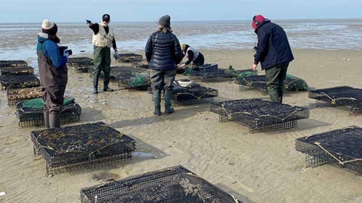 people on a beach harvesting oysters