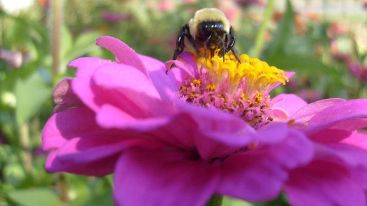 honeybee perched on the center of a fuchsia pink rose with yellow stamen