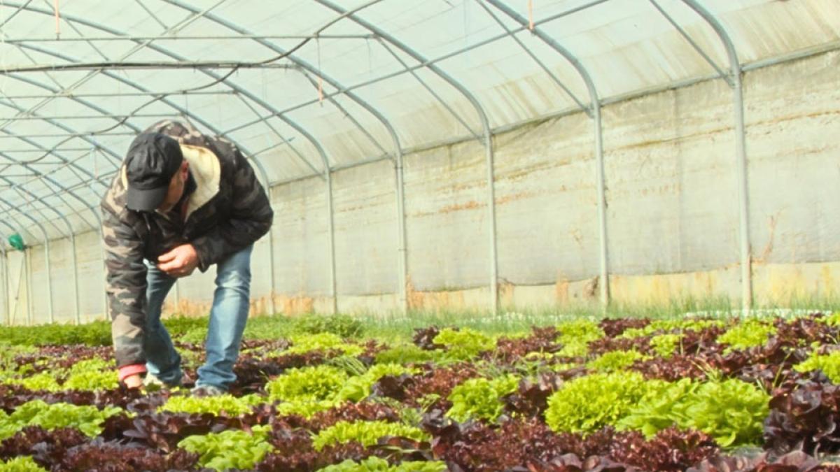 farmer bending over and inspecting lettuce