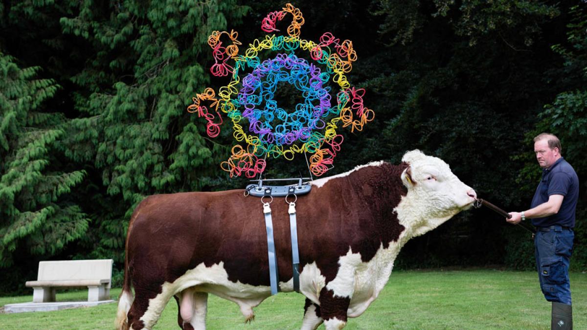 A man leading a cow with an art piece on it's back for digestive systems exhibition
