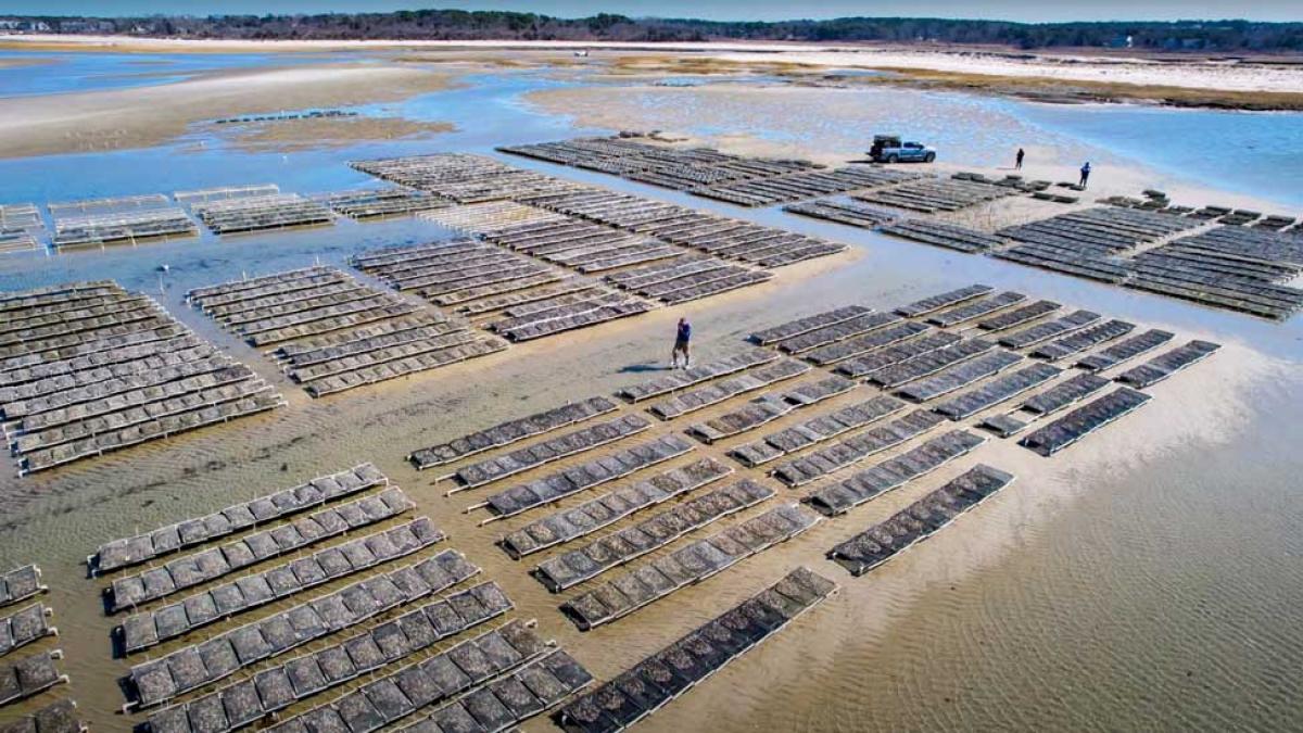 Drone shot of oyster beds in Cape Cod