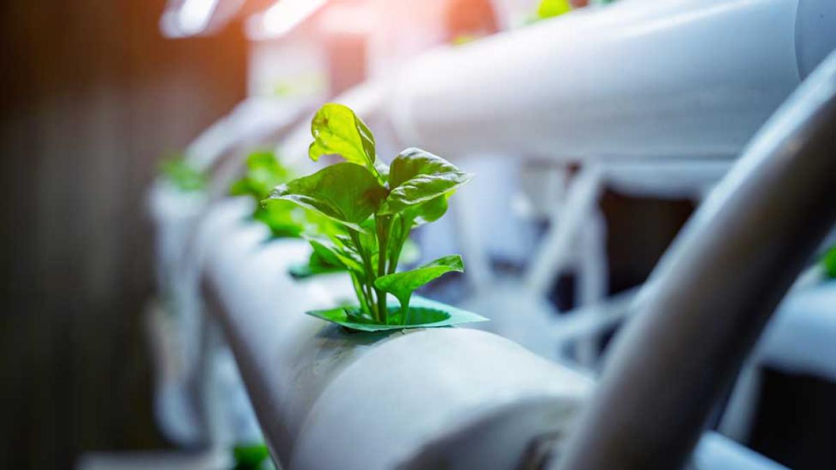 Microgreens being grown in vertical farming laboratory 