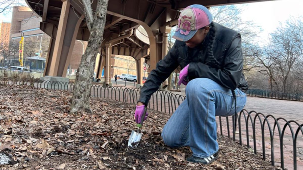 Pace University Environmental Studies and Science student collection soil samples in Gotham Park for analysis.