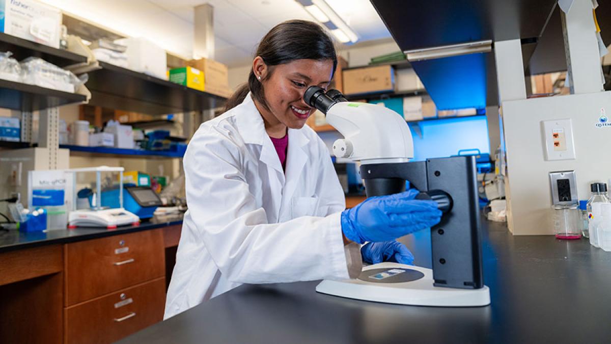 A female student in a lab coat looking at samples under a microscope in the Goldstein lab