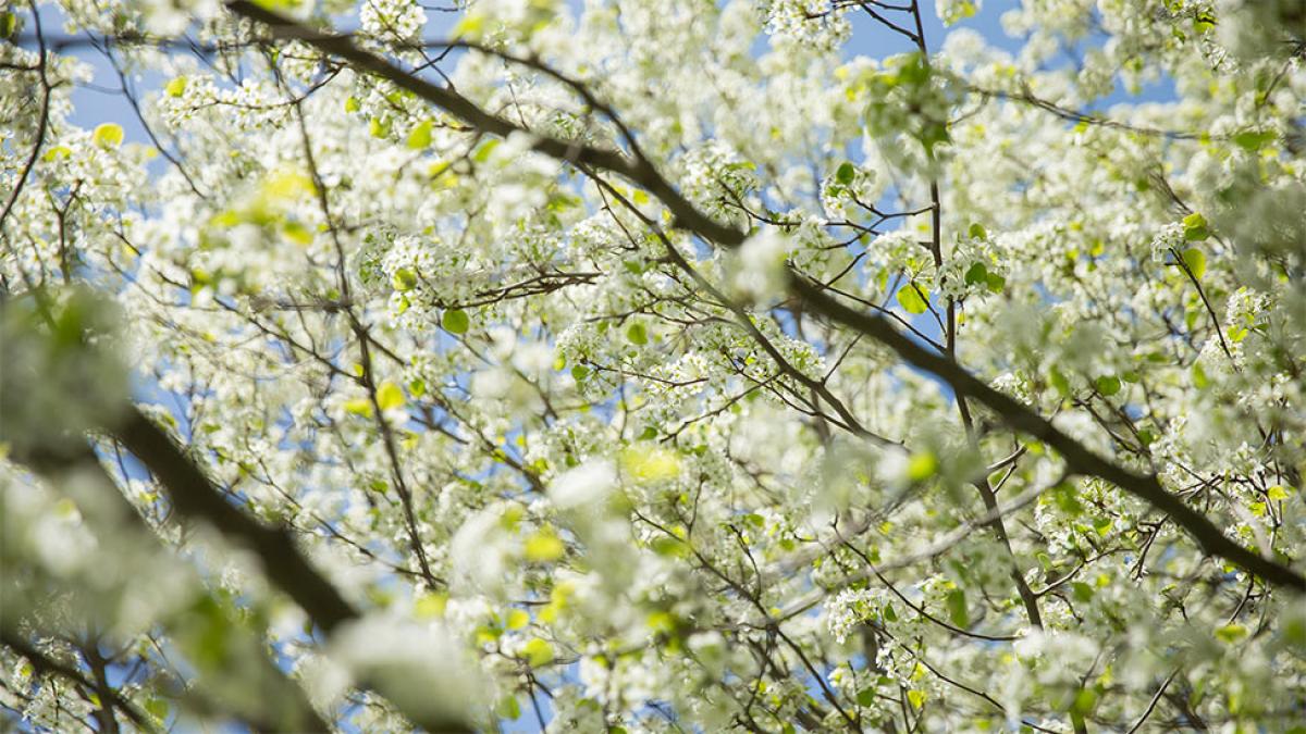 Tree flowers budding in the spring
