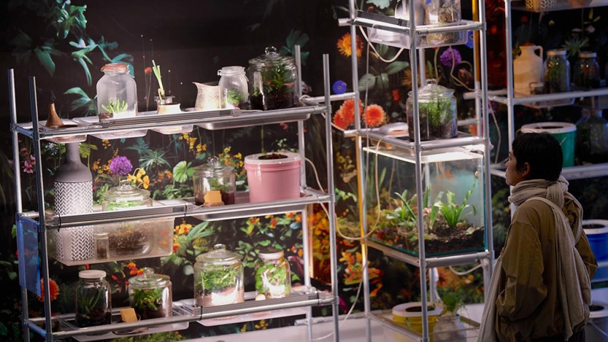 A person looking at shelves of plants from Mary Mattingly's living sculpture exhibition called Rooted