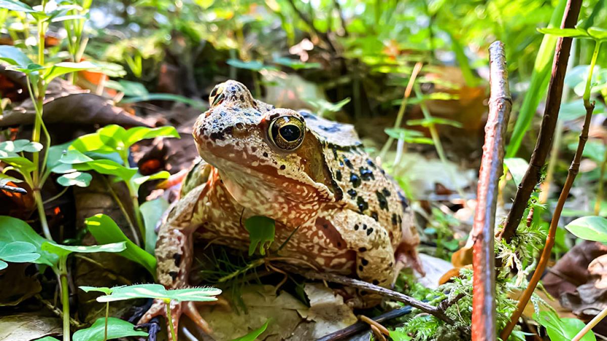 Common toad in a pond.
