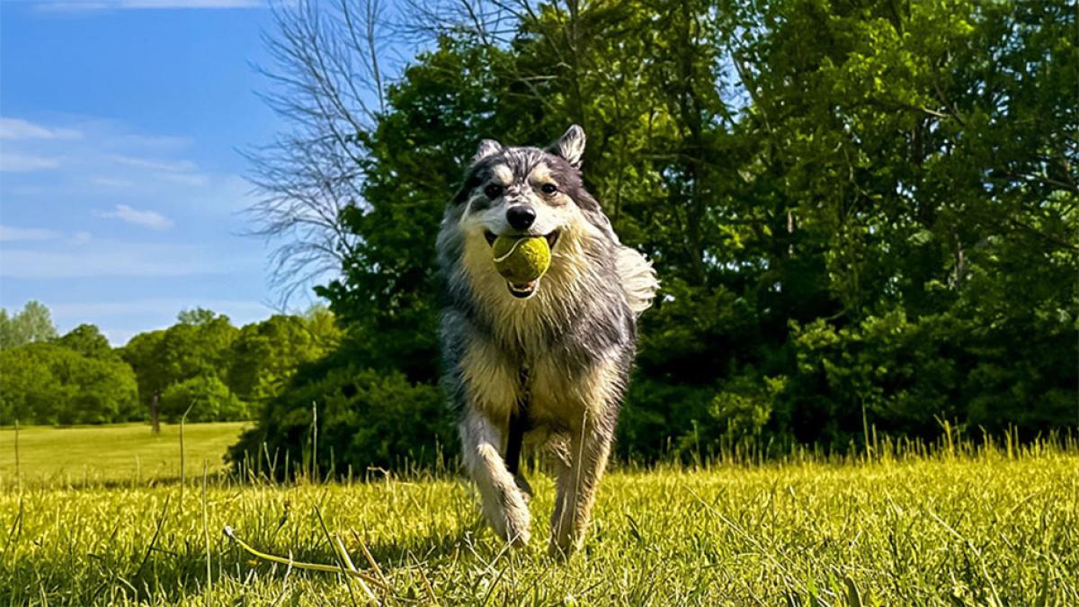 Dog running in a field with a tennis ball in its mouth