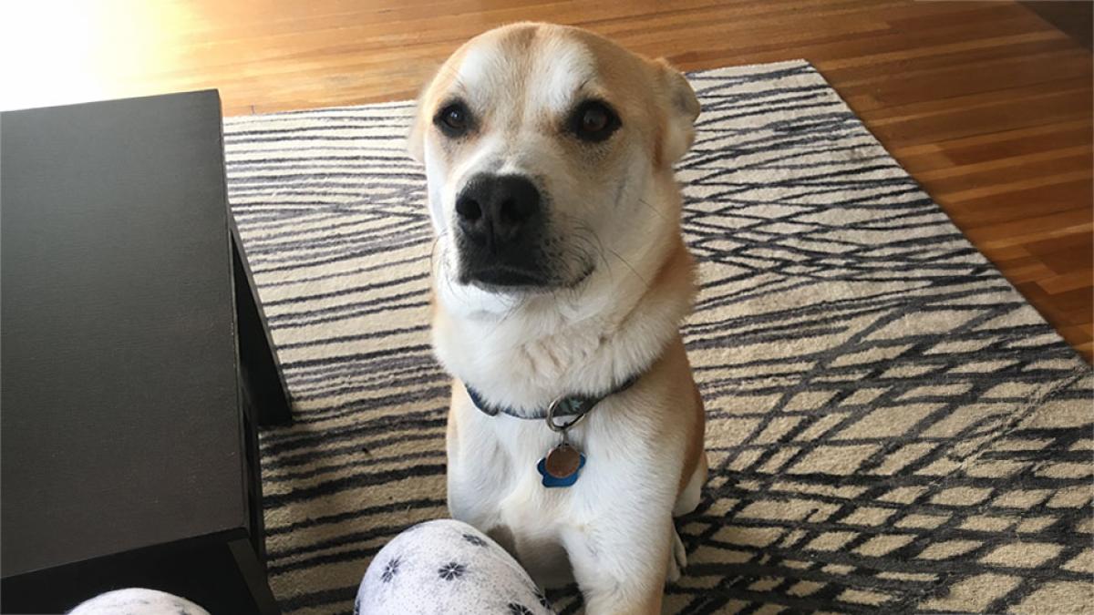 Dog on hind legs looking up at person in chair