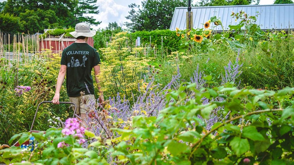Pace University student working in the vegetable garden.
