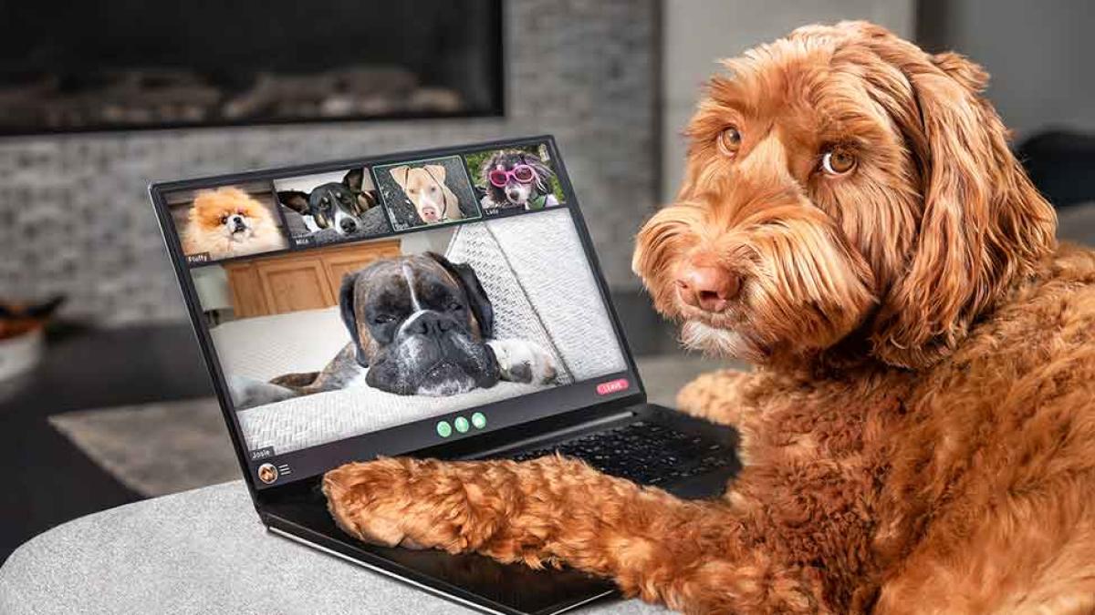 A dog looks at the camera, his paws on the keyboard of a laptop where the dog is on Zoom with other dogs