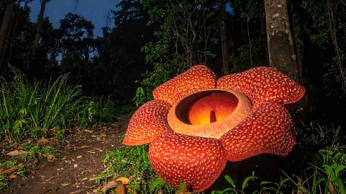 Nighttime View of Rafflesia arnoldii Growing Naturally.