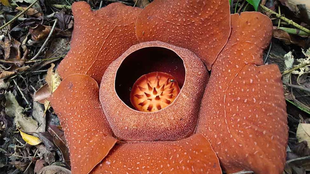 Rafflesia in its natural environment.