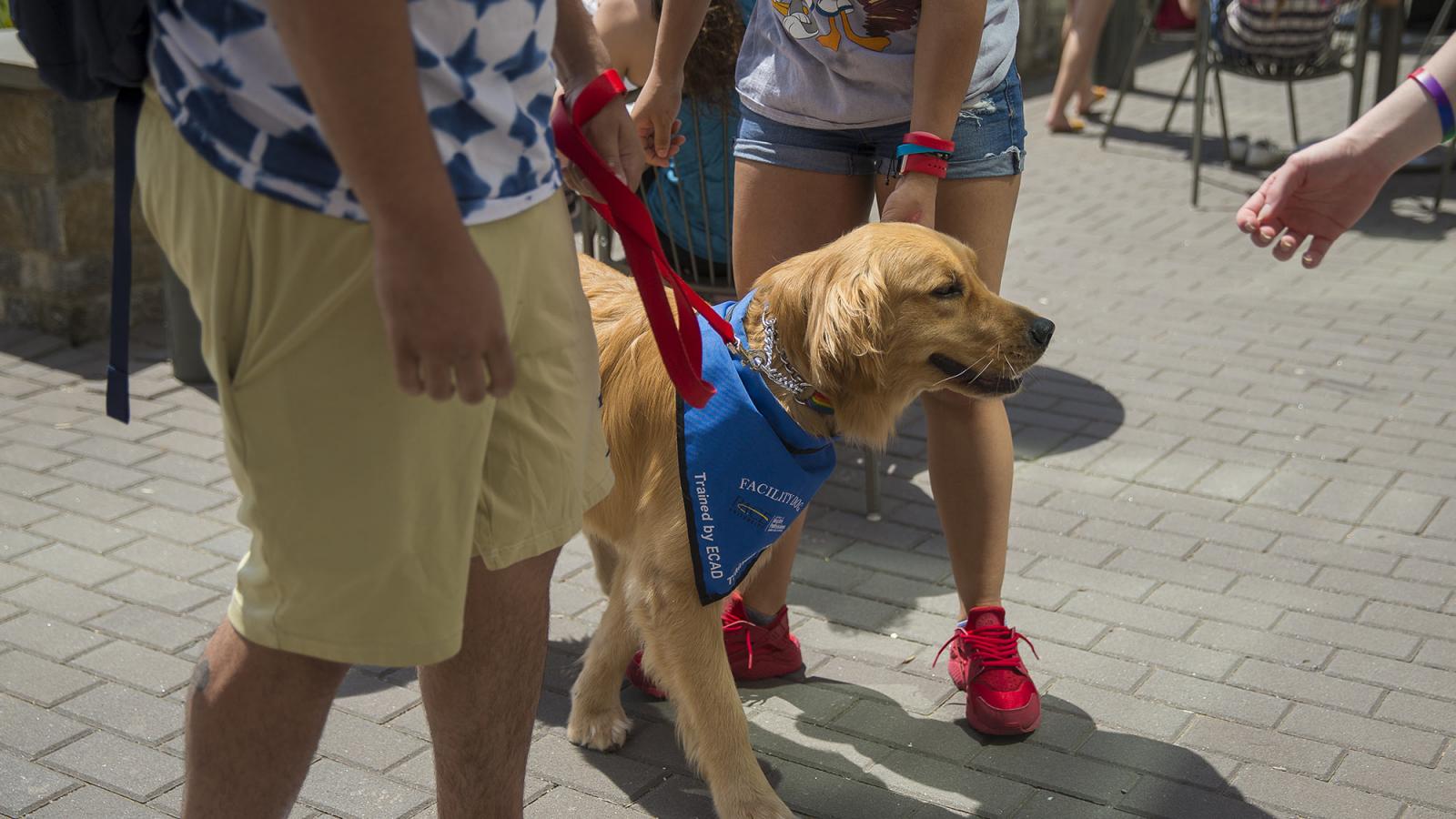 Spirit the Pace University service dog