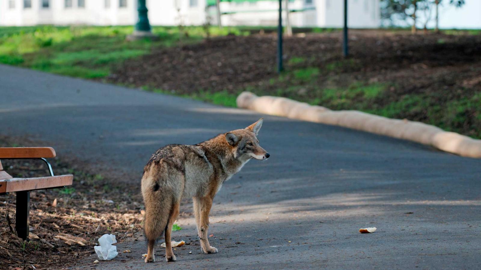 Coyote at a park.