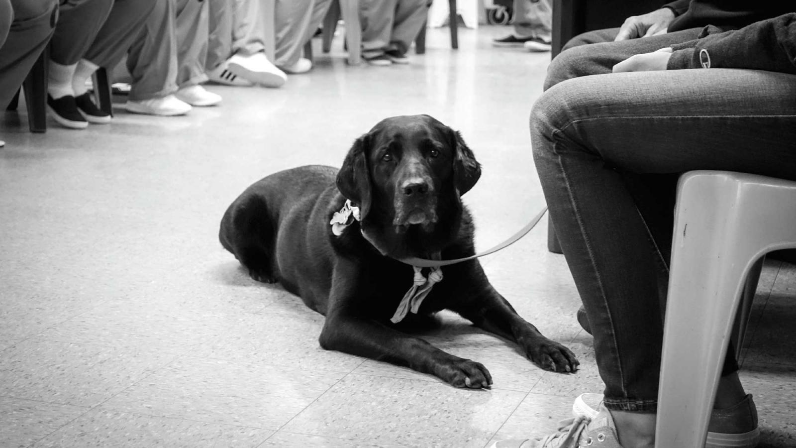 black and white photo of a dog